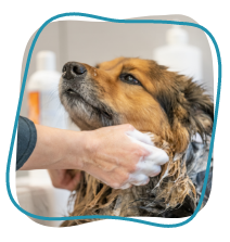 Washing a dogs face