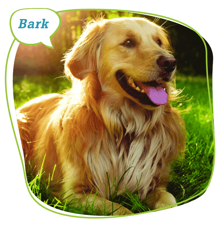Book Now! - Bubbles Pet Spa