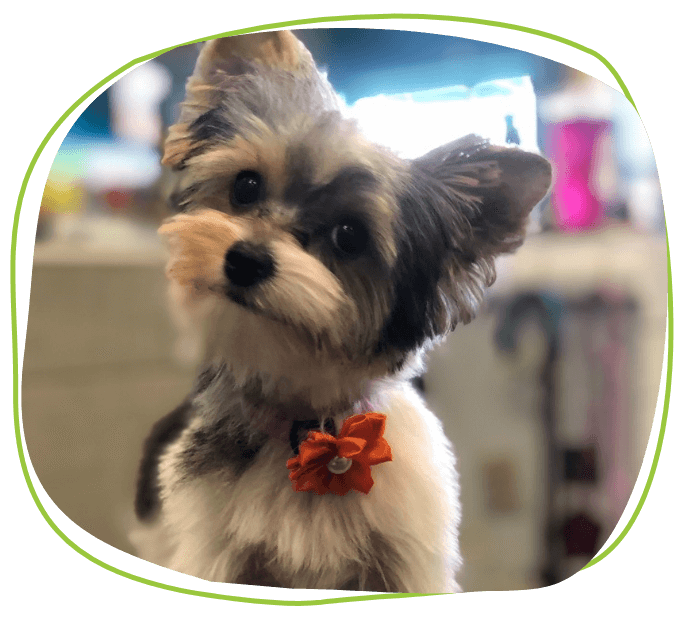 Dog smiling with a bow collar