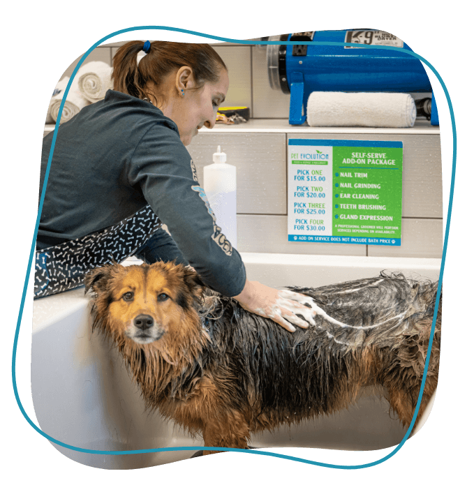 Dog getting washed in a bath