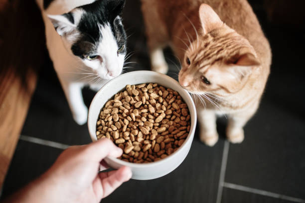 A large bowl with cat food, and two curious cats looking at it