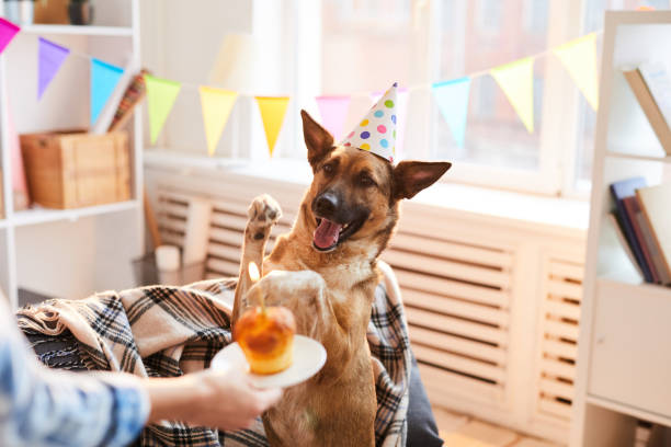 Planning a Birthday Party for Your Pet? Portrait of an unrecognizable woman giving Birthday cake to a German Shephard dog