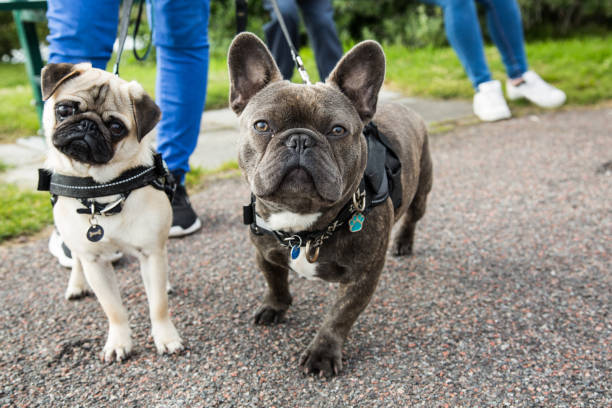 A young pug and french bulldog posing together for the camera, while being taken on a walk.