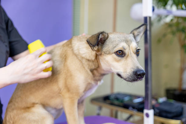 Catering to Pets with Grooming Anxiety or Sensitivities