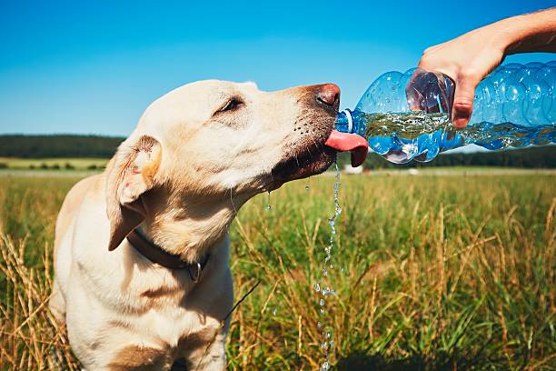 Hot day with dog. Thirsty yellow labrador retriever drinking water from the plastic bottle his owner
