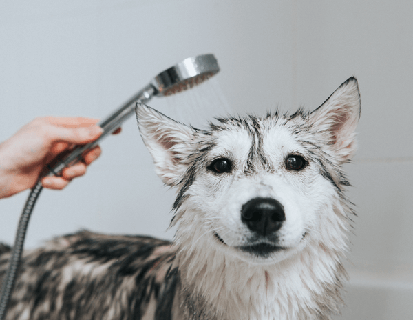 Dog Wash