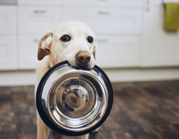 Healthy Pet Food