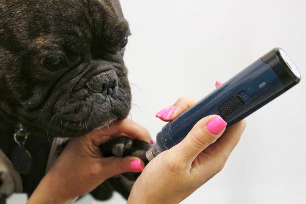 Nail Trims Made Easy Stress Free Service With Pet Evolution Photo Inspiration