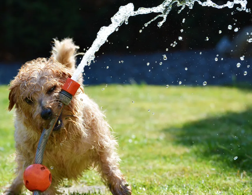 Dog playing with water pipe.