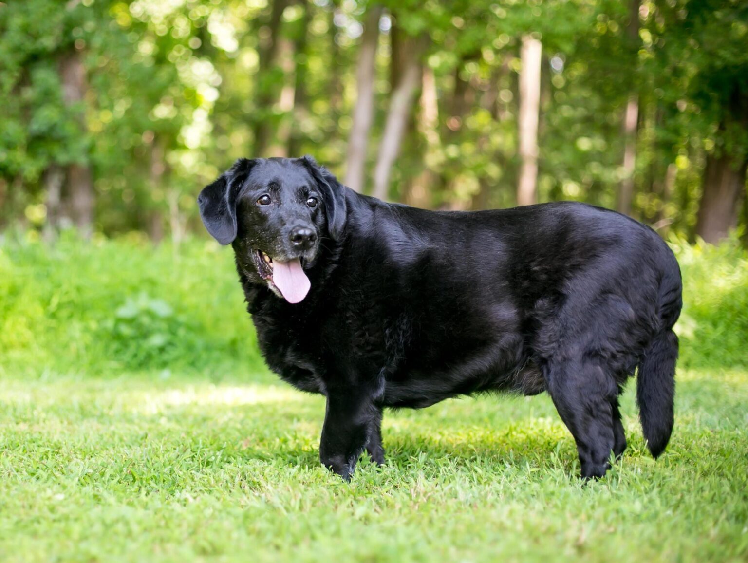 Black clearance lab diet