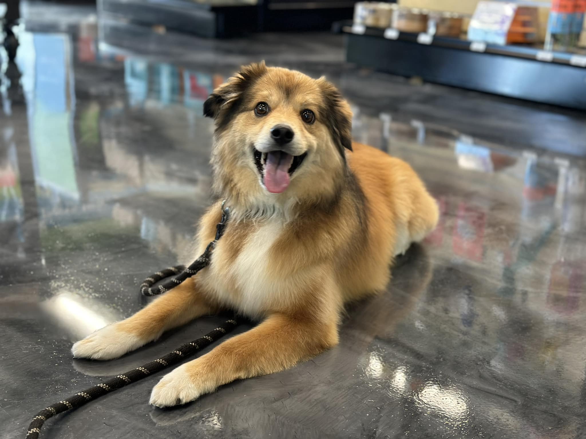 Dog-In-Store