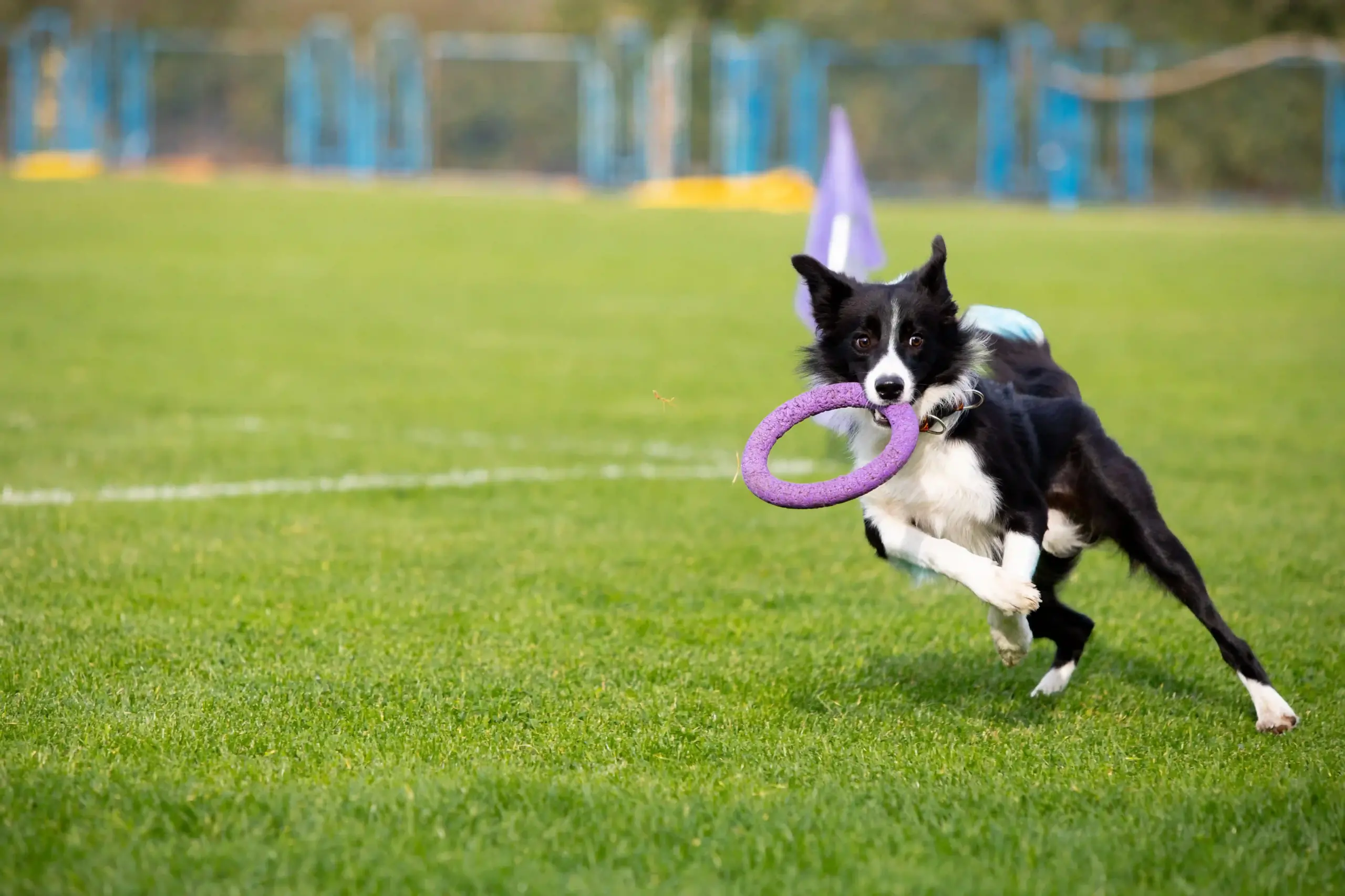 Outdoor Activities for Dogs