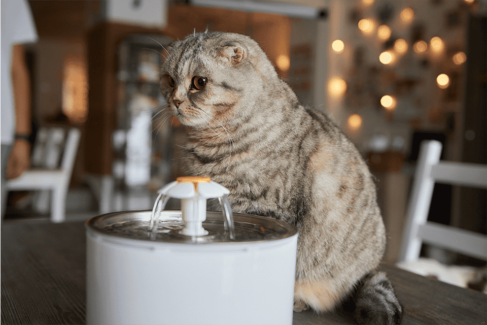 Hydration Station for Your Cat