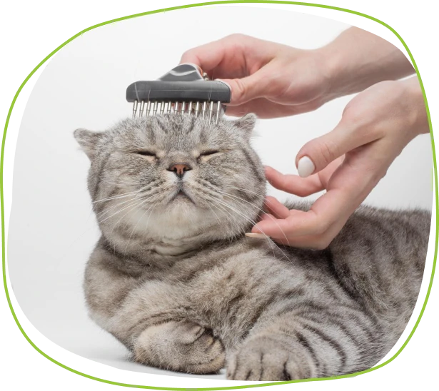 Cat Grooming for a Clean & Healthy Coat | Pet Evolution
