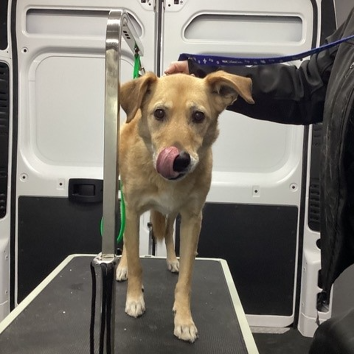 Image showcasing Mobile Nail Trimming for Pets – What to Know | Pet Evolution
