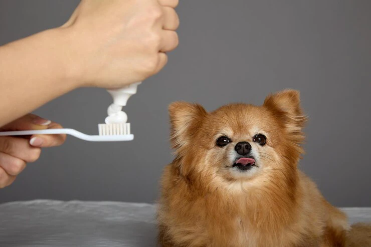 How to Maintain Your Pet's Hygiene | Pet Evolution
