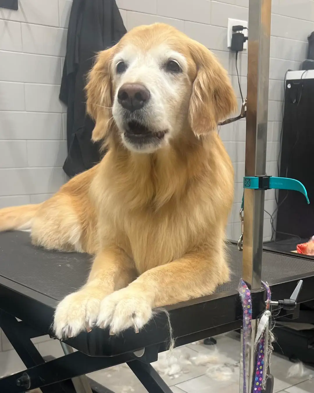 View of Grooming Senior Pets: Tips and Techniques | Pet Evolution