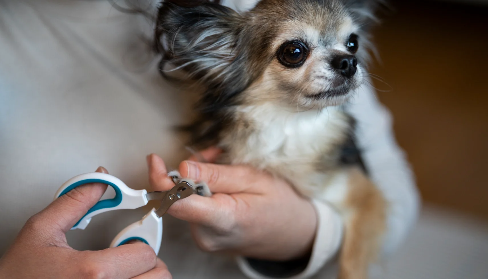 Trim Your Dog’s Nails