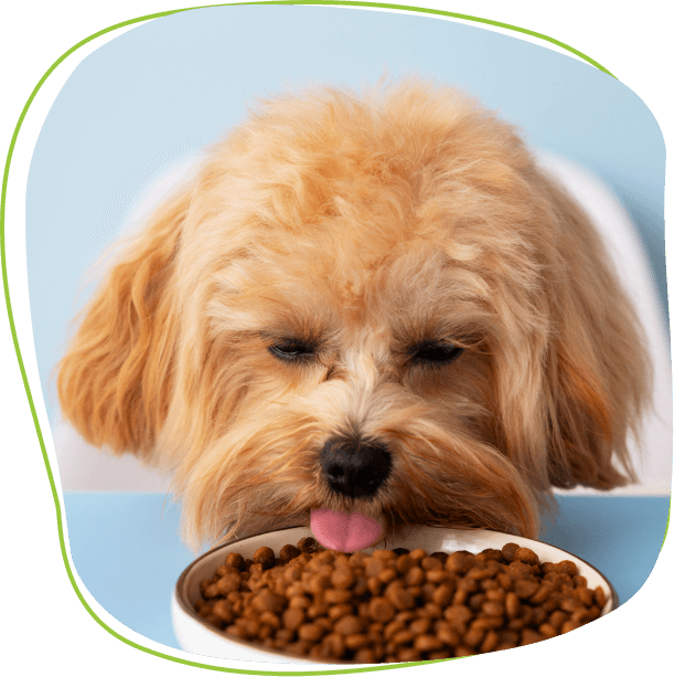 dog-eat
