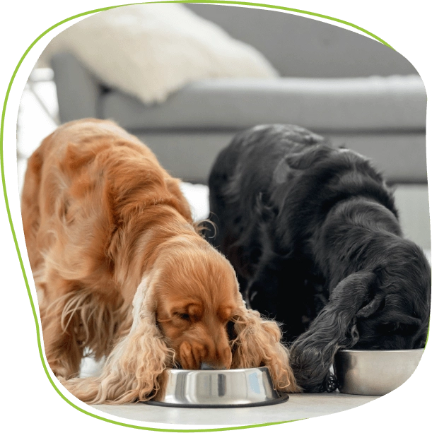 two-dogs