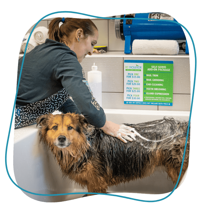 Dog getting washed in a tub