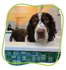 Dog peeks over the rim of a bathtub