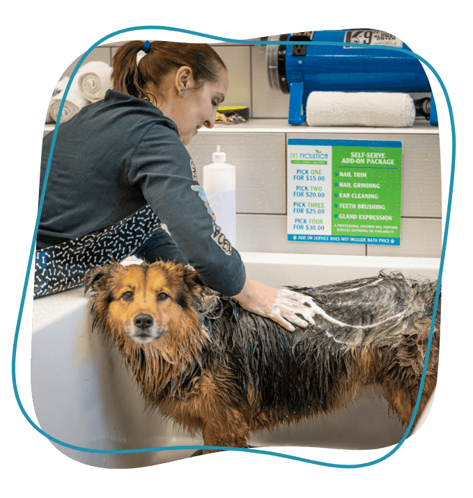 Blaine Good Life Pet Memberships Pet Evolution Blaine