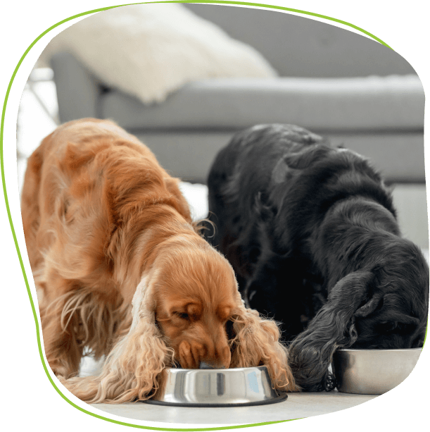 two-dogs