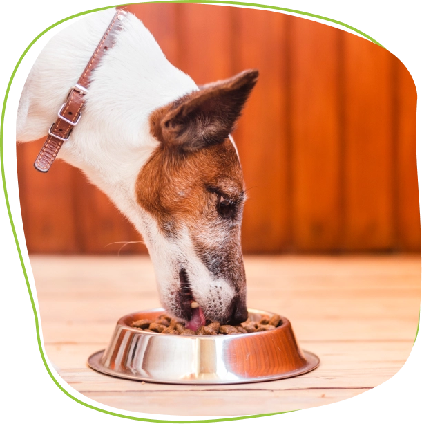 Why Choose Open Farm Dog Food
