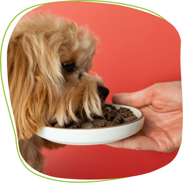 Carna4 Pet Food in Frisco, TX | Pet Evolution Carna4 Pet Food in Frisco, TX | Pet Evolution